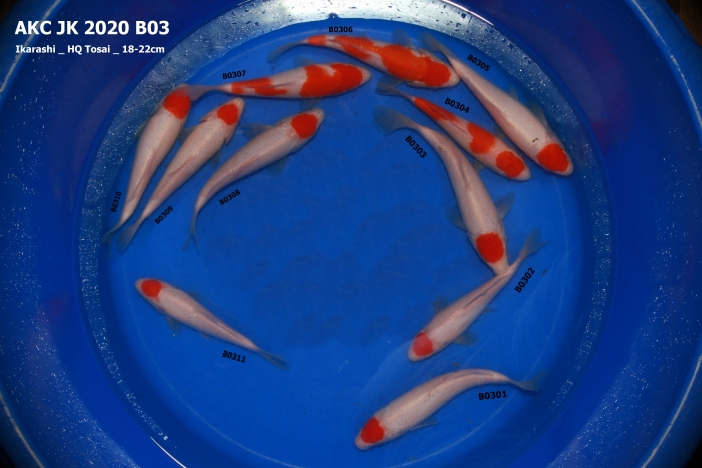 AKC KOI Import 2020 _ HQ Tancho/Kohaku _ B03